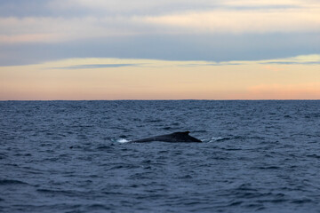 A large humpback whale swimming north on its way up the East Australian coast during migration.