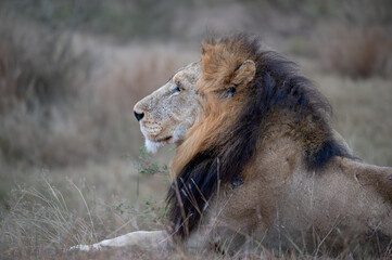 A profile portrait of a huge male lion with his impressive mane lies on the ground taking a sphynx...