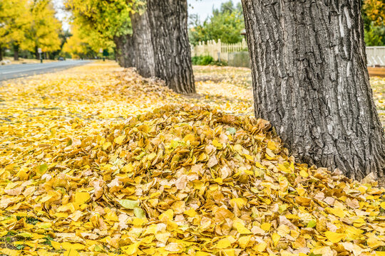Piles of yellow Autumn leaves raked up against a row of trees