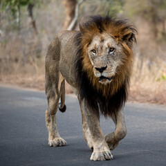 A fully matured mane lion with impressive gold and black mane glances to his right in full stride as he strolls head on down the road.