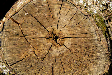 Tree stump cross-section with growth rings – aged wood texture and natural cracks