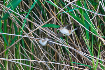 Revierkampf bei den Schilfrohrsänger ( Acrocephalus schoenobaenus ) während der Balz an der Ostsee