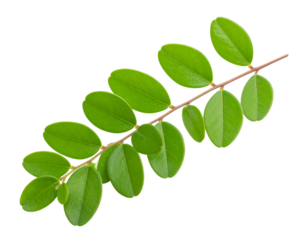 Single Green Botanical Branch with Small Leaves, isolated on a transparent background PNG
