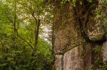 Rock face surrounded by lush foliage. A captivating image showcasing a rugged rock face enveloped by vibrant green trees and delicate flowers.