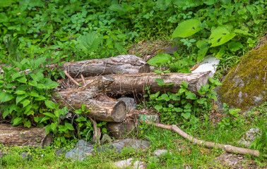 Woodpile surrounded by lush greenery. A close-up view of a rustic woodpile nestled. This image captures the essence of a sustainability and outdoor living.