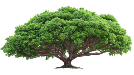 Obraz premium Green Tree with Lush Foliage Isolated on Transparent Background
