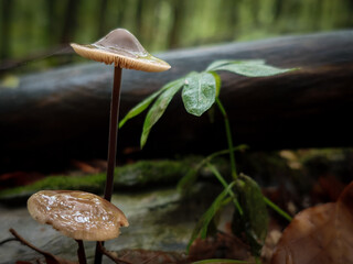 A group of shiny, translucent brown mushrooms growing among fallen leaves on a rainy day in the forest.