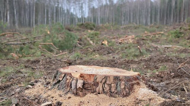 Axe stuck in pine stump on clear-cut forest site. A man drives an axe into a pine stump, sawdust flies from the blow, deforested area around. Concept of human violence against nature