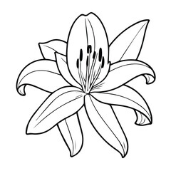 Black and white illustration of a lily flower with detailed petals and stamen.
