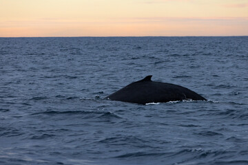 A large humpback whale arches its back as it dives below the ocean’s surface on its way up the...