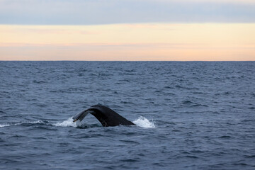 A beautiful large humpback whale lifts its tail (fluke) above the ocean’s surface as it dives...