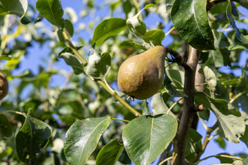 A pear is hanging from a tree. The tree is green and has leaves. The pear is ripe and ready to be...