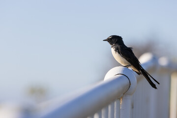 A Willy Wagtail bird (Rhipidura leucophrys) sitting on a white handrail. Wagtails are a passerine...