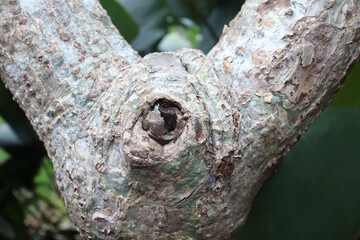 Obraz premium Closed up of a tree cancer