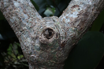 Closed up of a tree cancer