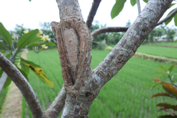 Fototapeta premium Closed up of a tree cancer