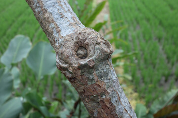 Closed up of a tree cancer
