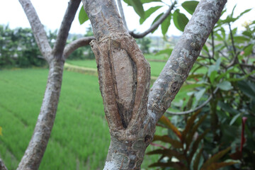 Closed up of a tree cancer