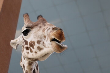 portrait of a giraffe
