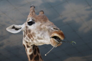portrait of a giraffe. A giraffe looks into the camera and chews a branch.
