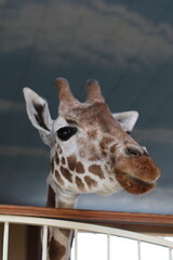 portrait of a giraffe. Portrait of a giraffe. Giraffe looking at the camera. Giraffe muzzle.