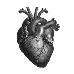 Heart looks strong and full of life