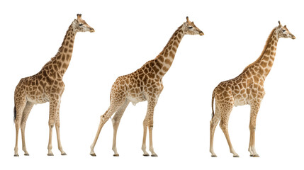 Group of Three Giraffes  Isolated on Transparent Background

