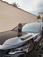 Hairy gray cat waking up and stretching on top of a black shiny car bonnet parked on quiet european...