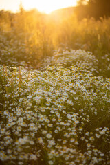 girl in a field with daisy flowers daisy field