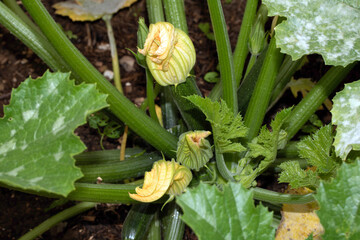 Home grown courgette plant with flowers and growing vegetables