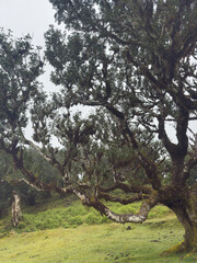 Foggy Fanal Forest in Madeira. Twisted Ancient Trees in Dreamlike Landscape. Dreamy hiking
