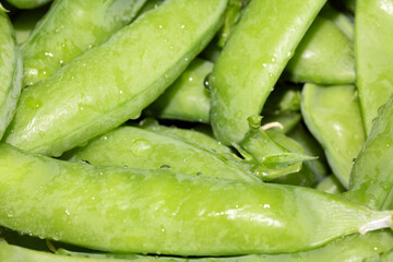 Close up of mange tout peas home grown and picked ready for cooking