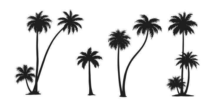 Plam Tree Vector, Design, Black and White Tree