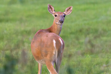 deer in the grass