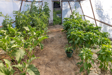 A greenhouse with plants growing in it. The plants are green and healthy. The greenhouse is enclosed by a white plastic covering