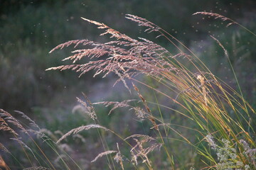 Gräser im Wind