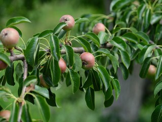 Unripe pears growing on a pear tree in orchard. Close-up