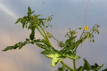 A plant with green leaves and yellow flowers. The plant is growing on a wall