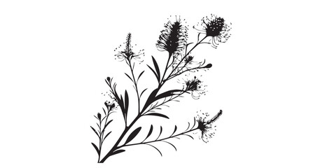 Naklejka premium Delicate black and white silhouette of grevillea flowers and leaves