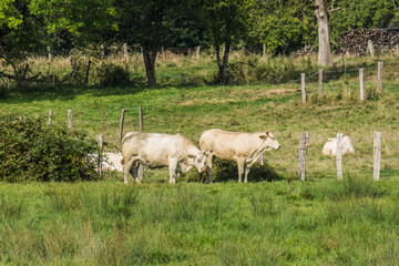 Obraz premium white cows in a meadow in the village of Fontenois-la-Ville in the French region Vosges