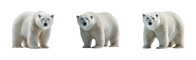 Polar bear trio in arctic habitat wildlife natural environment outdoor scene cut out set png