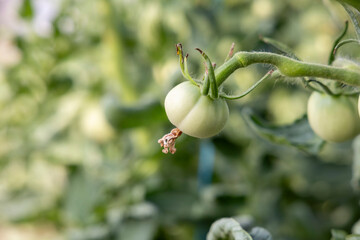 Three green tomatoes hanging from a plant. The plant is full of life and the tomatoes are unripe