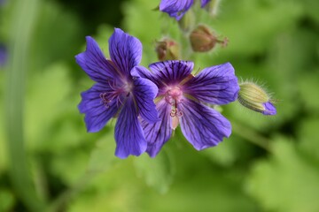 Beautiful lilac cranesbill flowers are blossoming outdoor in sunny summer day.