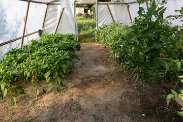 A greenhouse with plants growing in it. The plants are green and healthy. The greenhouse is enclosed by a white plastic covering