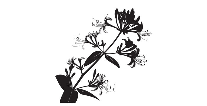 Elegant black and white honeysuckle branch with detailed flowers silhouette