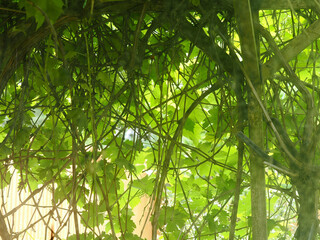 Backlit grapevine leaves showing an interesting pattern