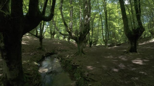 Otzarreta beech forest with stream flowing through lush greenery