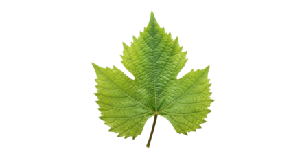 Fresh green grape leaf in detail isolated PNG with Transparent Background