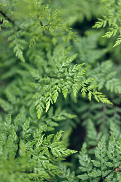 Green fern leaves in lush forest
