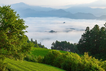 茶畑と雲海　静岡県静岡市吉原にて